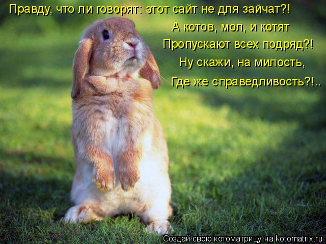 Правду, что ли говорят: этот сайт не для зайчат?! А котов, мол, и котят Пропускают всех подряд?! Ну с... Котоматрица: Правду, что ли говорят: этот сайт не для зайчат?! А котов, мол, и котят Пропускают всех подряд?! Ну скажи, на милость, Где же справедливость?!..