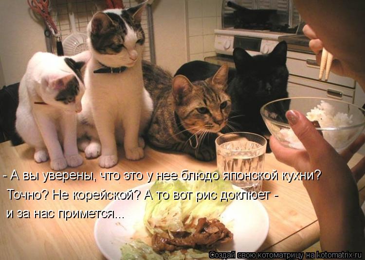 - А вы уверены, что это у нее блюдо японской кухни? Точно? Не корейской? А то вот рис доклюет - и за ... Котоматрица: - А вы уверены, что это у нее блюдо японской кухни? Точно? Не корейской? А то вот рис доклюет - и за нас примется...
