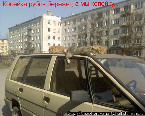 Копейка рубль бережет, а мы копейку...... Котоматрица: Копейка рубль бережет, а мы копейку...