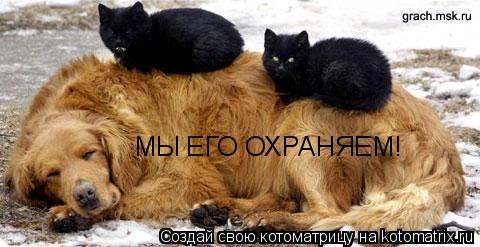 МЫ ЕГО ОХРАНЯЕМ!... Котоматрица: МЫ ЕГО ОХРАНЯЕМ!