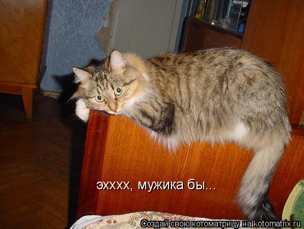 эхххх, мужика бы...... Котоматрица: эхххх, мужика бы...