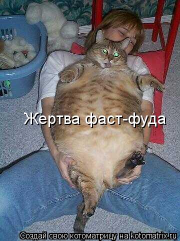 Жертва фаст-фуда... Котоматрица: Жертва фаст-фуда