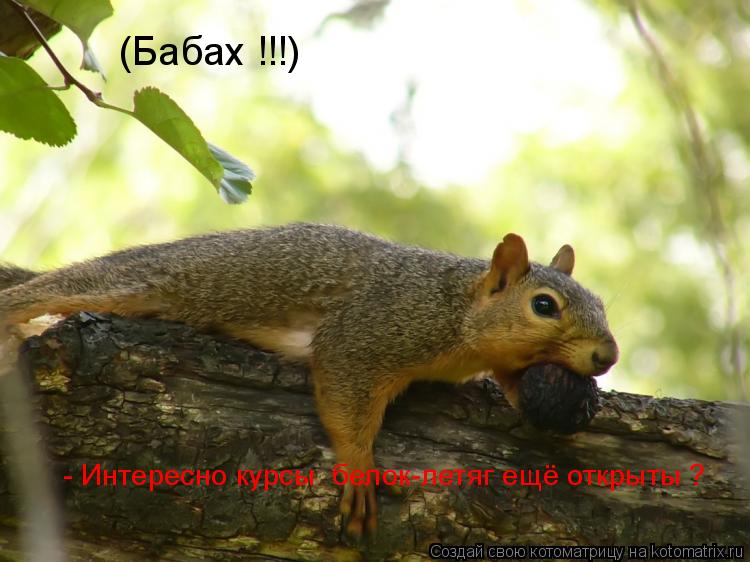 - Интересно курсы белок-летяг ещё открыты ? (Бабах !!!)... Котоматрица: - Интересно курсы белок-летяг ещё открыты ? (Бабах !!!)