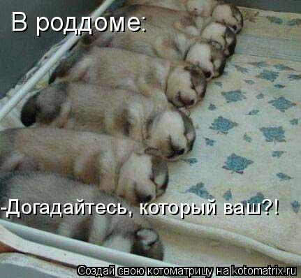 В роддоме: -Догадайтесь, который ваш?!... Котоматрица: В роддоме: -Догадайтесь, который ваш?!