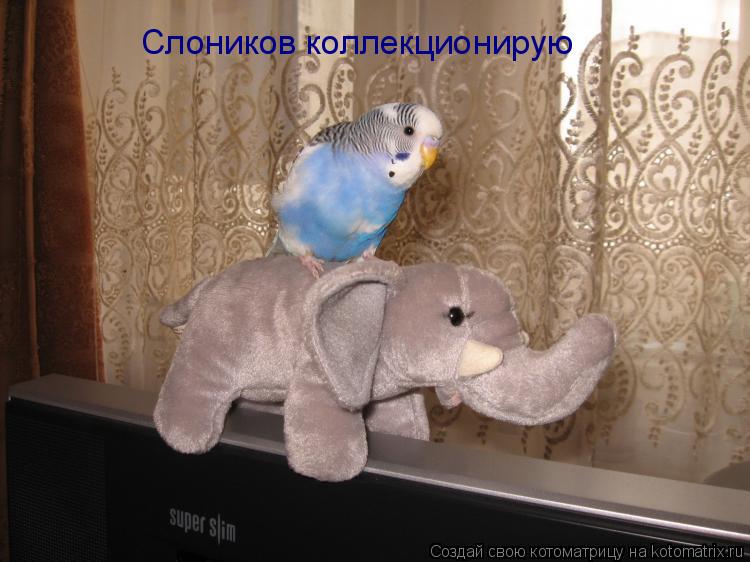Слоников коллекционирую... Котоматрица: Слоников коллекционирую