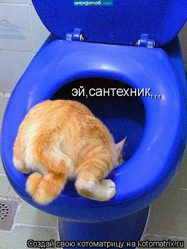 эй,сантехник,,,... Котоматрица: эй,сантехник,,,