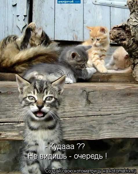 - Кудааа ?? Не видишь - очередь !... Котоматрица: - Кудааа ?? Не видишь - очередь !