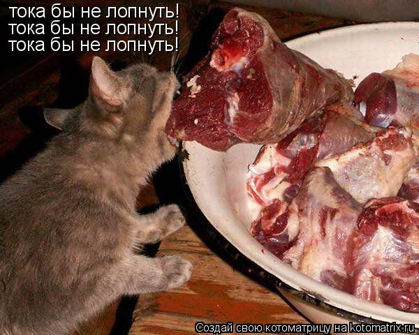 тока бы не лопнуть! тока бы не лопнуть! тока бы не лопнуть!... Котоматрица: тока бы не лопнуть! тока бы не лопнуть! тока бы не лопнуть!