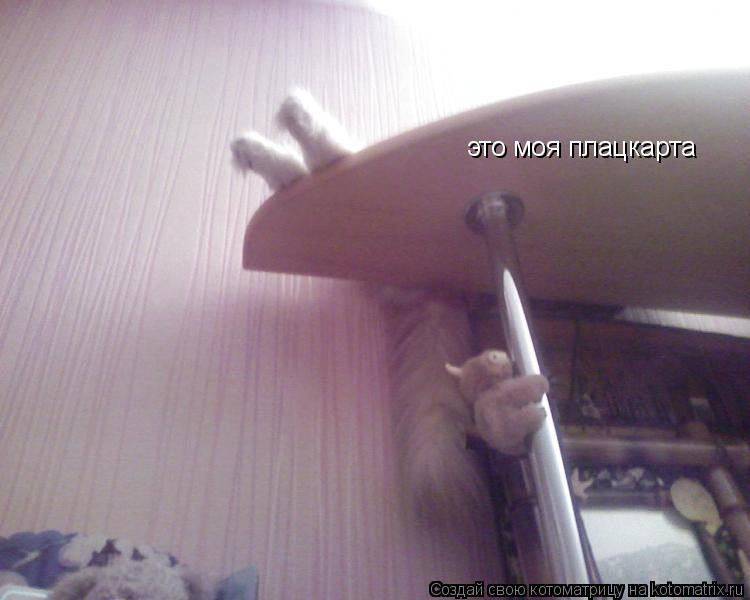 это моя плацкарта... Котоматрица: это моя плацкарта