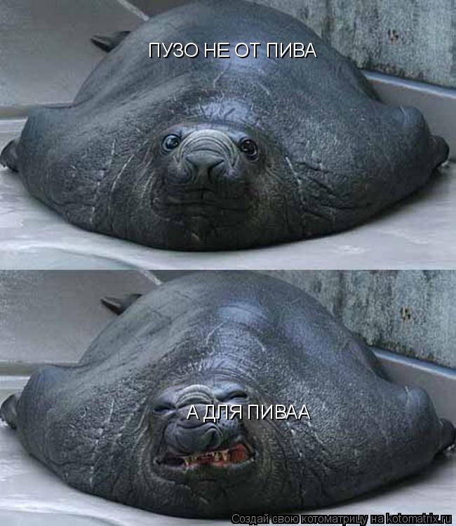 ПУЗО НЕ ОТ ПИВА А ДЛЯ ПИВАА... Котоматрица: ПУЗО НЕ ОТ ПИВА А ДЛЯ ПИВАА