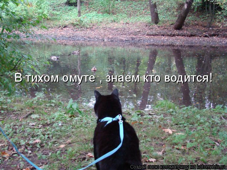 В тихом омуте , знаем кто водится!... Котоматрица: В тихом омуте , знаем кто водится!