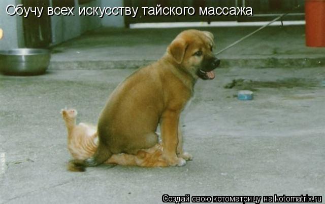 Обучу всех искусству тайского массажа... Котоматрица: Обучу всех искусству тайского массажа