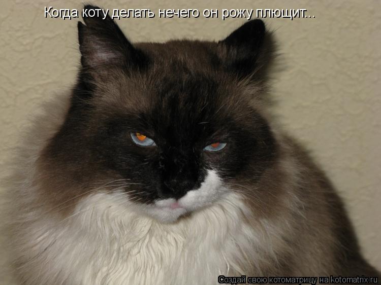 Когда коту делать нечего он рожу плющит...... Котоматрица: Когда коту делать нечего он рожу плющит...