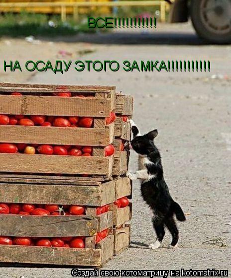 ВСЕ!!!!!!!!!!! НА ОСАДУ ЭТОГО ЗАМКА!!!!!!!!!!!... Котоматрица: ВСЕ!!!!!!!!!!! НА ОСАДУ ЭТОГО ЗАМКА!!!!!!!!!!!