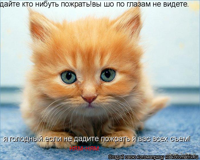 дайте кто нибуть пожрать!вы шо по глазам не видете. я голодный.если не дадите пожрать я вас всех съем... Котоматрица: дайте кто нибуть пожрать!вы шо по глазам не видете. я голодный.если не дадите пожрать я вас всех съем! ням-ням