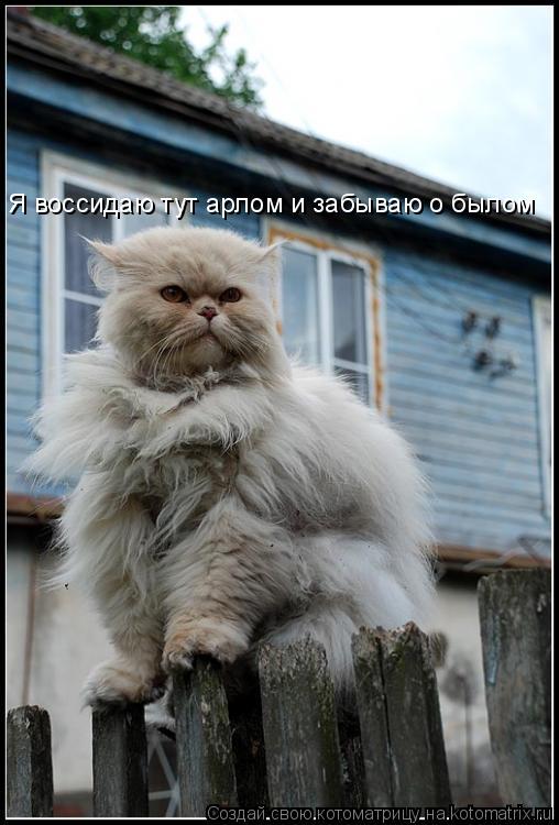 Я воссидаю тут арлом и забываю о былом... Котоматрица: Я воссидаю тут арлом и забываю о былом