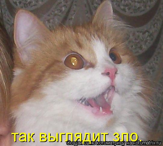 так выглядит зло.... Котоматрица: так выглядит зло.