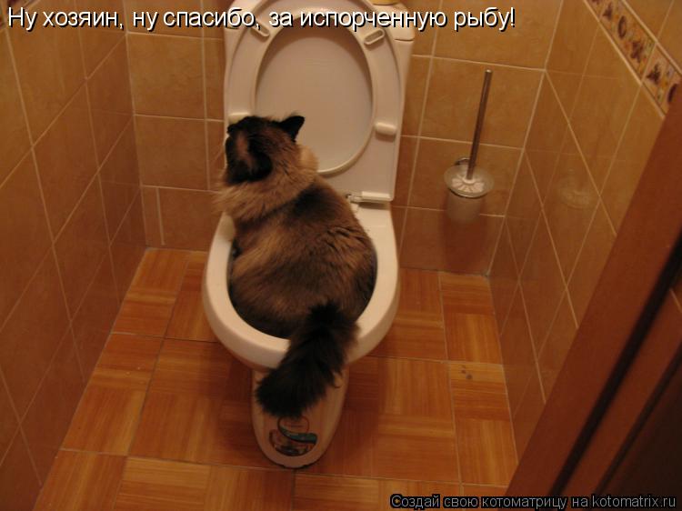 Ну хозяин, ну спасибо, за испорченную рыбу!... Котоматрица: Ну хозяин, ну спасибо, за испорченную рыбу!