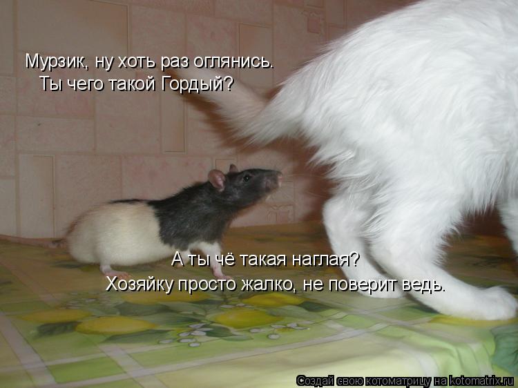 Мурзик, ну хоть раз оглянись. Ты чего такой Гордый? А ты чё такая наглая? Хозяйку просто жалко, не по... Котоматрица: Мурзик, ну хоть раз оглянись. Ты чего такой Гордый? А ты чё такая наглая? Хозяйку просто жалко, не поверит ведь.