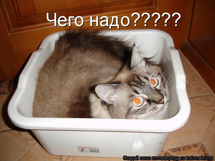 Чего надо?????... Котоматрица: Чего надо?????