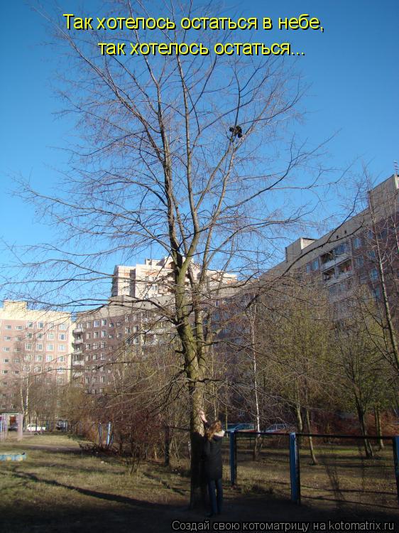 Так хотелось остаться в небе, так хотелось остаться...... Котоматрица: Так хотелось остаться в небе, так хотелось остаться...