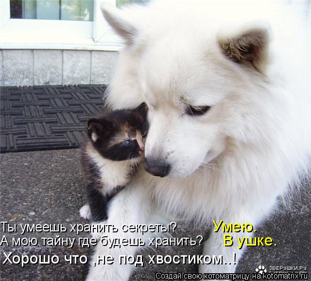 Ты умеешь хранить секреты? А мою тайну где будешь хранить? Умею. В ушке. Хорошо что ,не под хвостиком... Котоматрица: Ты умеешь хранить секреты? А мою тайну где будешь хранить? Умею. В ушке. Хорошо что ,не под хвостиком..!