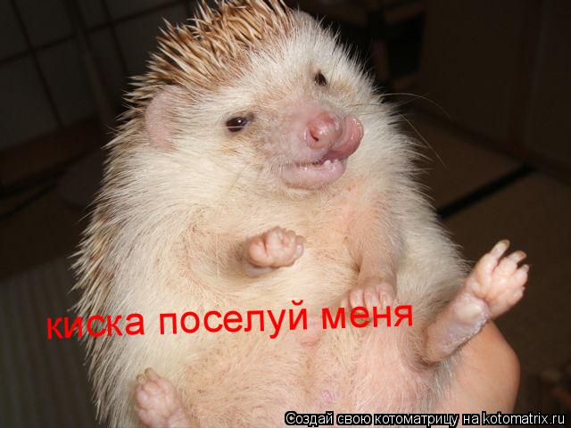 киска поселуй меня... Котоматрица: киска поселуй меня