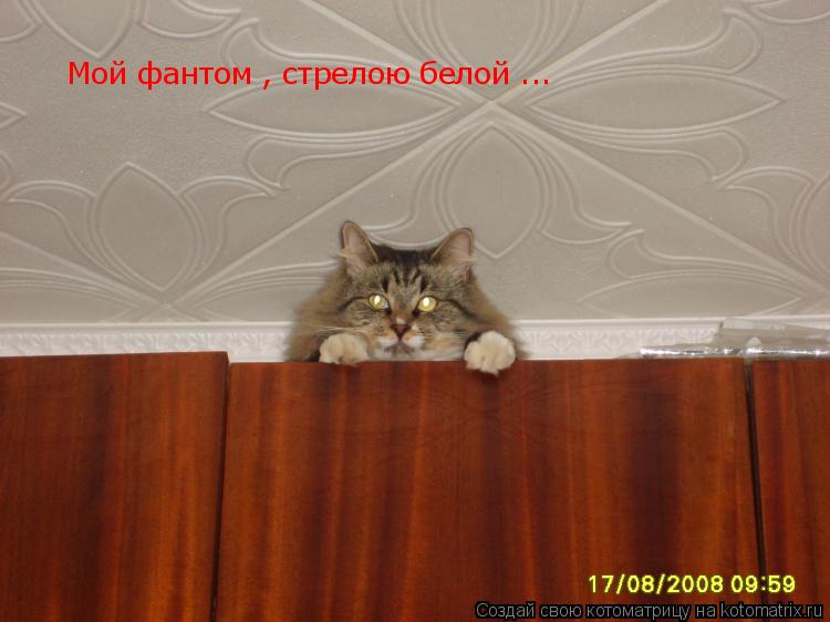 Мой фантом , стрелою белой ... Мой фантом , стрелою белой ...... Котоматрица: Мой фантом , стрелою белой ... Мой фантом , стрелою белой ...