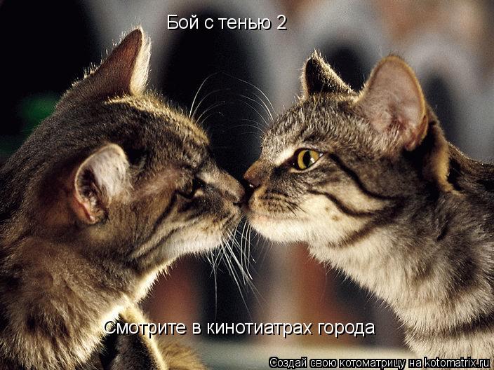 Бой с тенью 2 Смотрите в кинотиатрах города... Котоматрица: Бой с тенью 2 Смотрите в кинотиатрах города