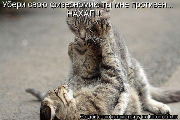 Убери свою физеономию ты мне противен... НАХАЛ!!!... Котоматрица: Убери свою физеономию ты мне противен... НАХАЛ!!!