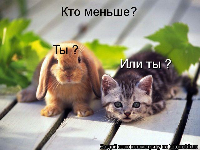 Кто меньше? Ты ? Или ты ?... Котоматрица: Кто меньше? Ты ? Или ты ?