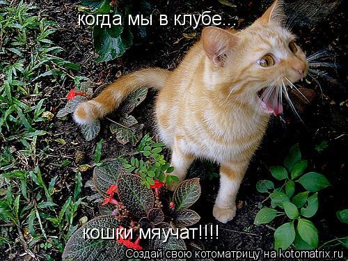 когда мы в клубе... кошки мяучат!!!!... Котоматрица: когда мы в клубе... кошки мяучат!!!!