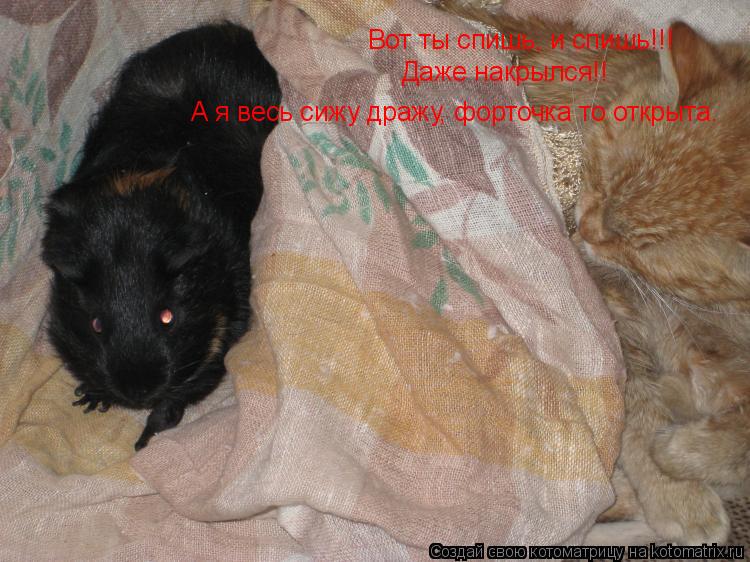 Вот ты спишь, и спишь!!! Даже накрылся!! А я весь сижу дражу, форточка то открыта.... Котоматрица: Вот ты спишь, и спишь!!! Даже накрылся!! А я весь сижу дражу, форточка то открыта.