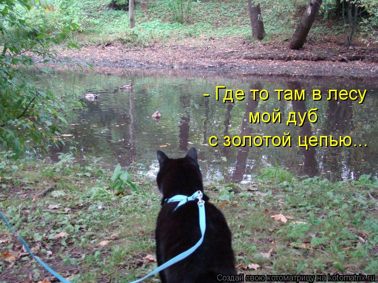 - Где то там в лесу мой дуб с золотой цепью...... Котоматрица: - Где то там в лесу мой дуб с золотой цепью...