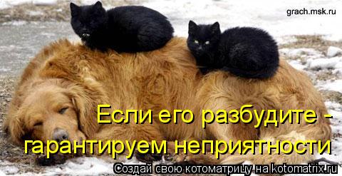 Если его разбудите - гарантируем неприятности... Котоматрица: Если его разбудите - гарантируем неприятности