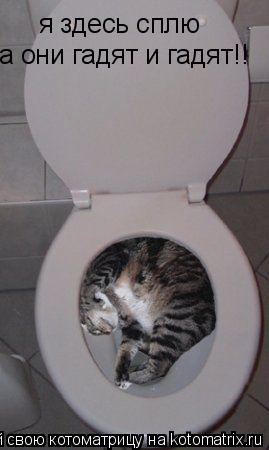 я здесь сплю я здесь сплю а они гадят и гадят!!... Котоматрица: я здесь сплю я здесь сплю а они гадят и гадят!!