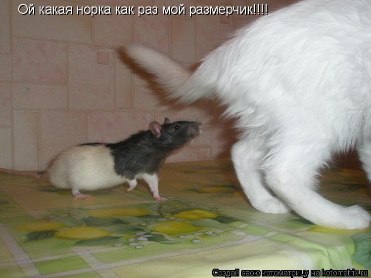 Ой какая норка как раз мой размерчик!!!!... Котоматрица: Ой какая норка как раз мой размерчик!!!!