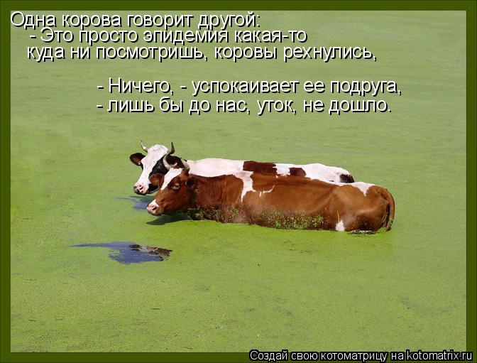 Одна корова говорит другой: - Это просто эпидемия какая-то - Ничего, - успокаивает ее подруга, ... Котоматрица: Одна корова говорит другой: - Это просто эпидемия какая-то - Ничего, - успокаивает ее подруга, куда ни посмотришь, коровы рехнулись, - лишь