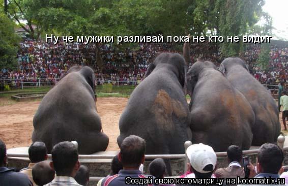 Ну че мужики разливай пока не кто не видит... Котоматрица: Ну че мужики разливай пока не кто не видит