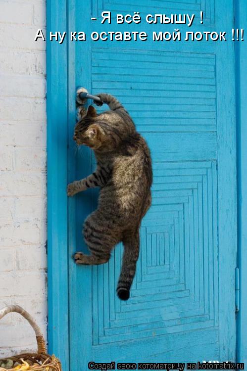 - Я всё слышу ! А ну ка оставте мой лоток !!!... Котоматрица: - Я всё слышу ! А ну ка оставте мой лоток !!!