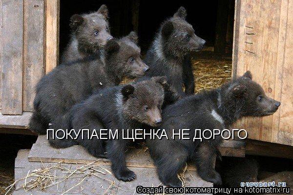 ПОКУПАЕМ ЩЕНКА НЕ ДОРОГО... Котоматрица: ПОКУПАЕМ ЩЕНКА НЕ ДОРОГО