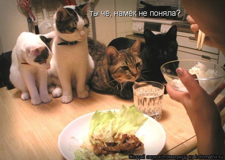 ты чё, намёк не поняла?... Котоматрица: ты чё, намёк не поняла?