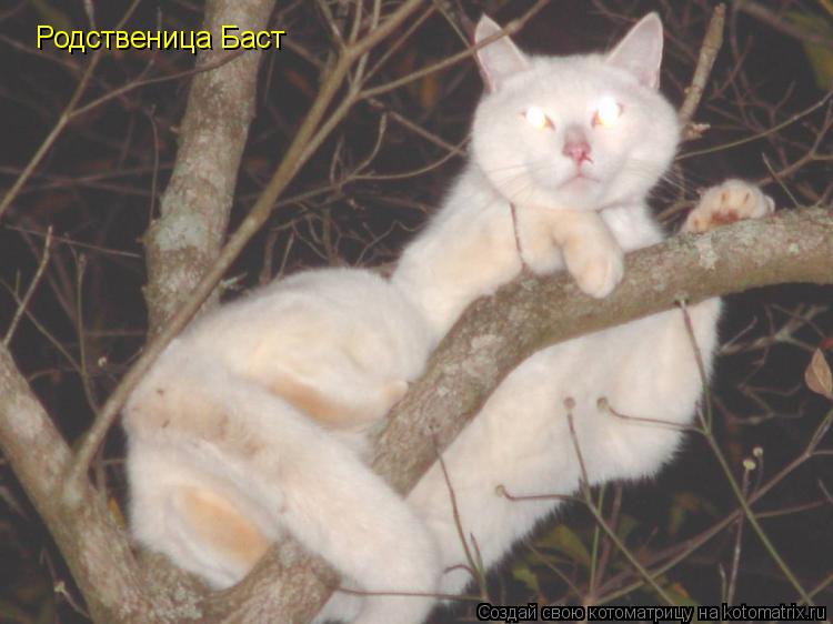 Родственица Баст... Котоматрица: Родственица Баст