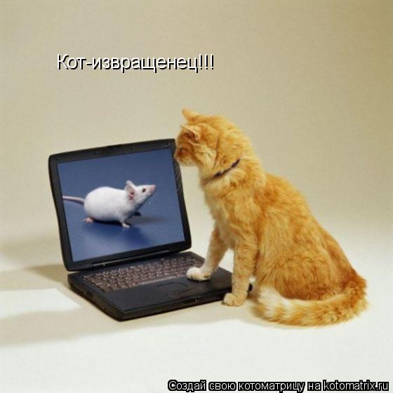 Кот-извращенец!!!... Котоматрица: Кот-извращенец!!!