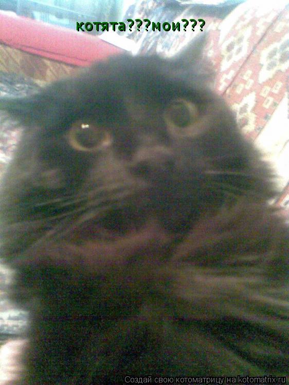 котята???мои???... Котоматрица: котята???мои???