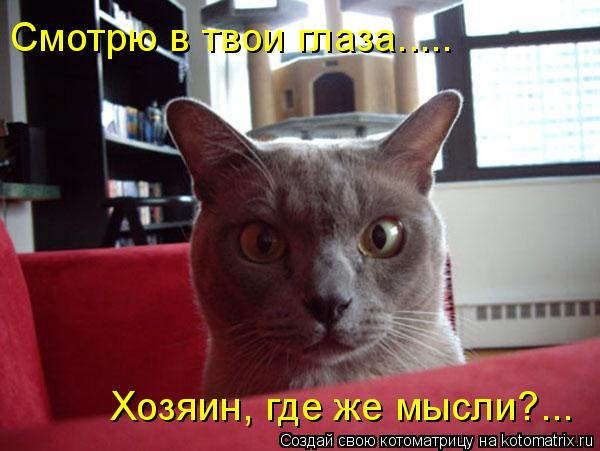 Смотрю в твои глаза..... Хозяин, где же мысли?...... Котоматрица: Смотрю в твои глаза..... Хозяин, где же мысли?...