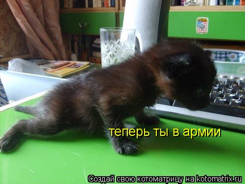 теперь ты в армии теперь ты в армии... Котоматрица: теперь ты в армии теперь ты в армии