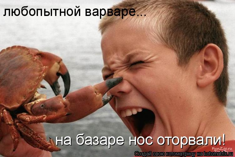 любопытной варваре... на базаре нос оторвали!... Котоматрица: любопытной варваре... на базаре нос оторвали!