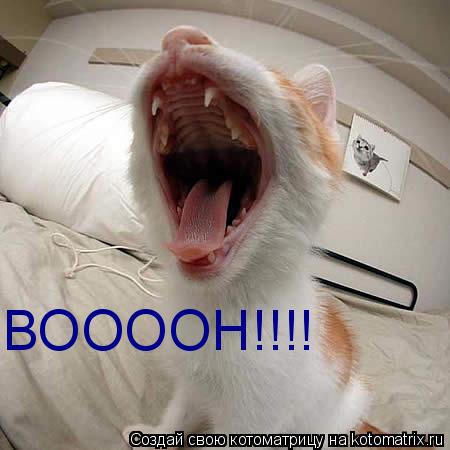 ВООООН!!!!... Котоматрица: ВООООН!!!!