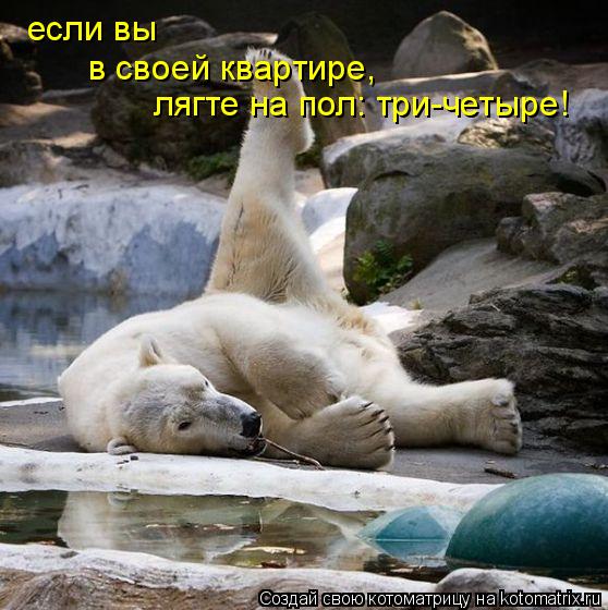 если вы в своей квартире, лягте на пол: три-четыре!... Котоматрица: если вы в своей квартире, лягте на пол: три-четыре!